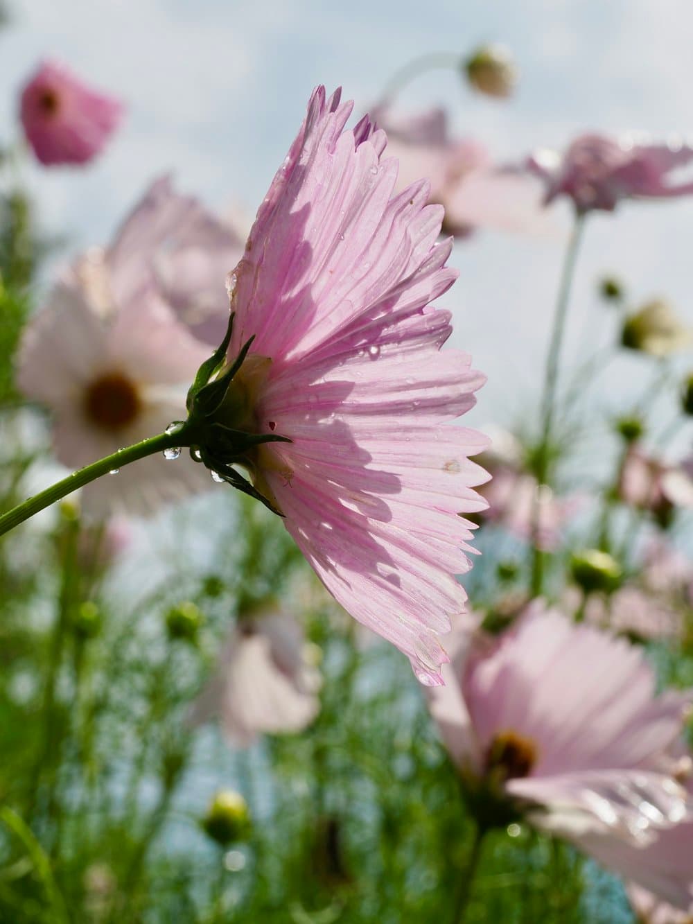 Pink Flower