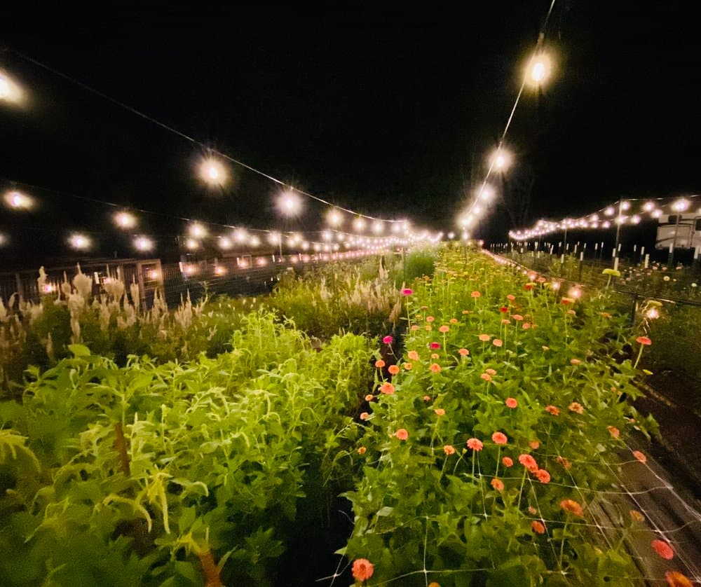 Farm grown flowers