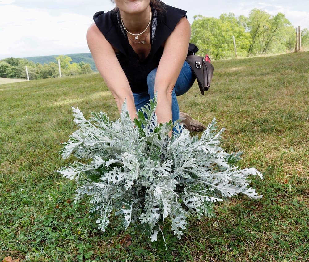 Farm grown flowers
