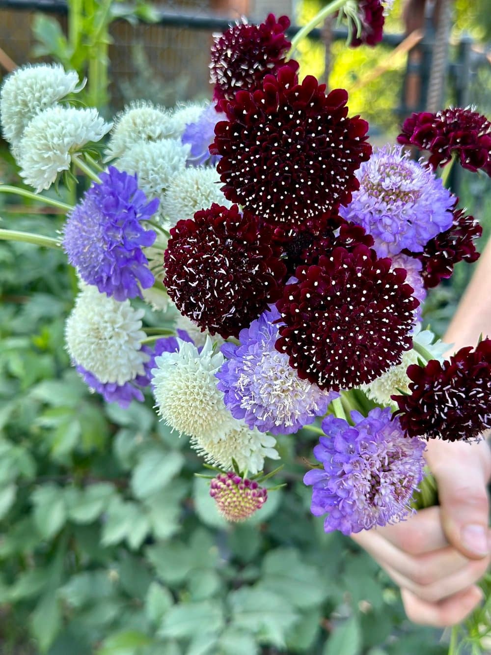 Farm grown flowers