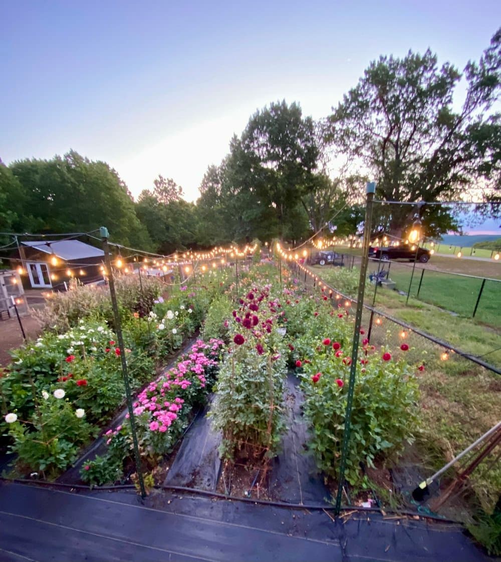 Farm grown flowers