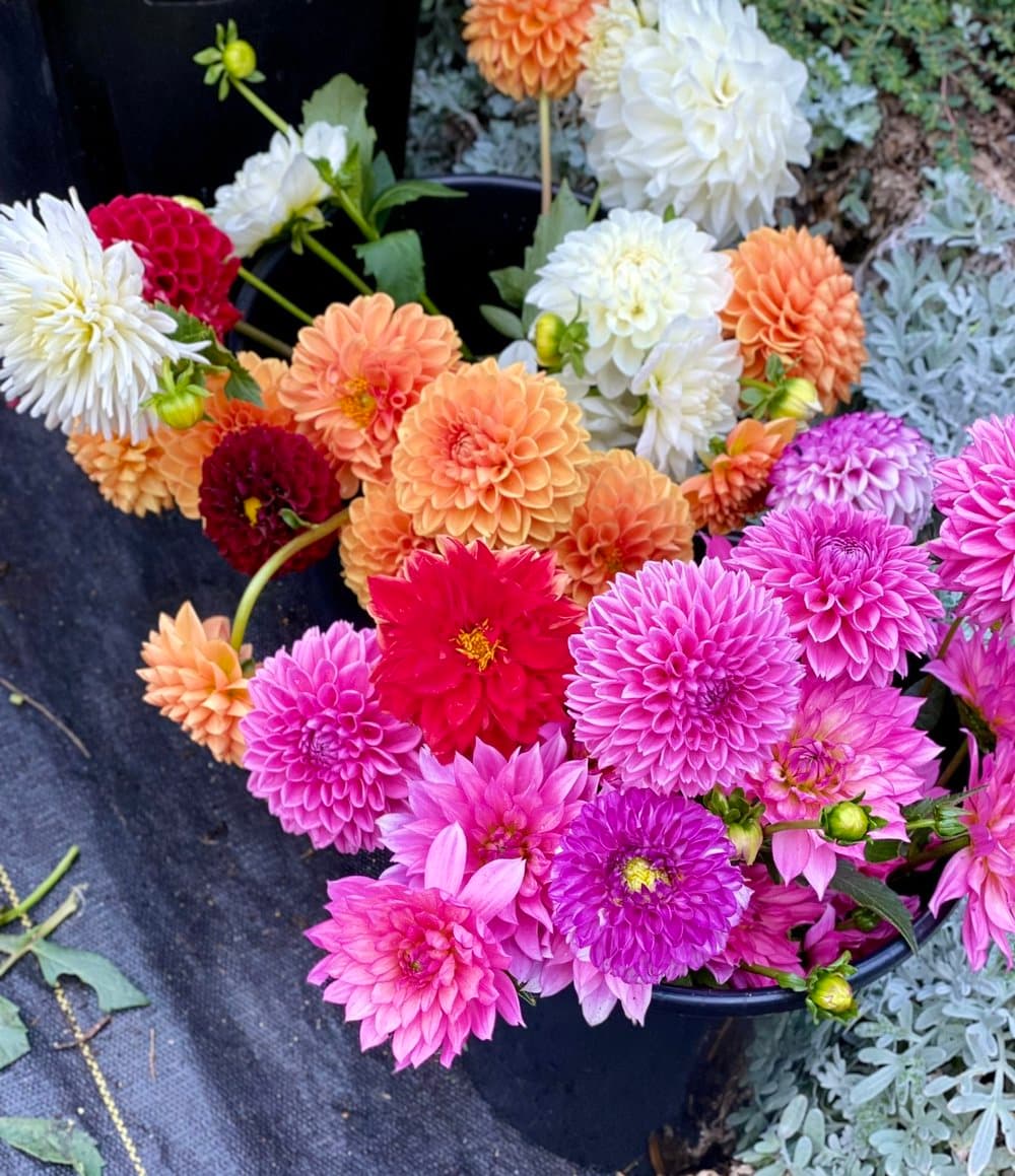 Farm grown flowers