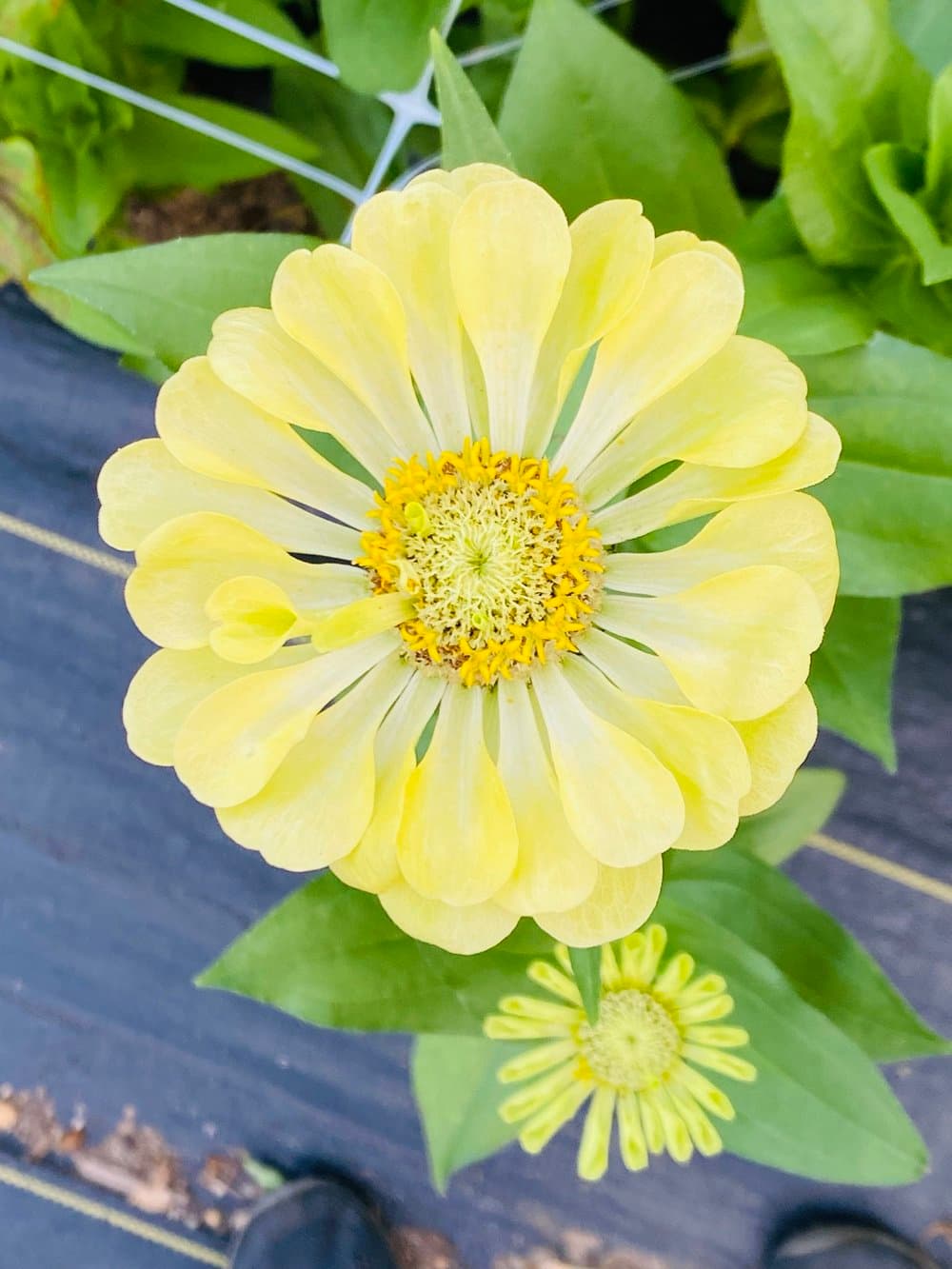 Farm grown flowers