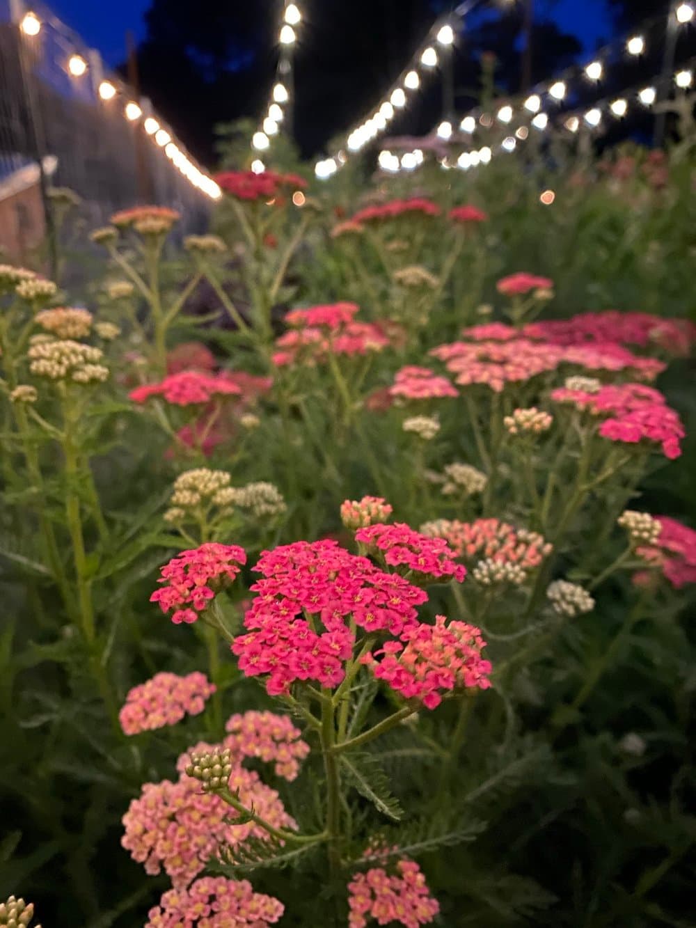Farm grown flowers