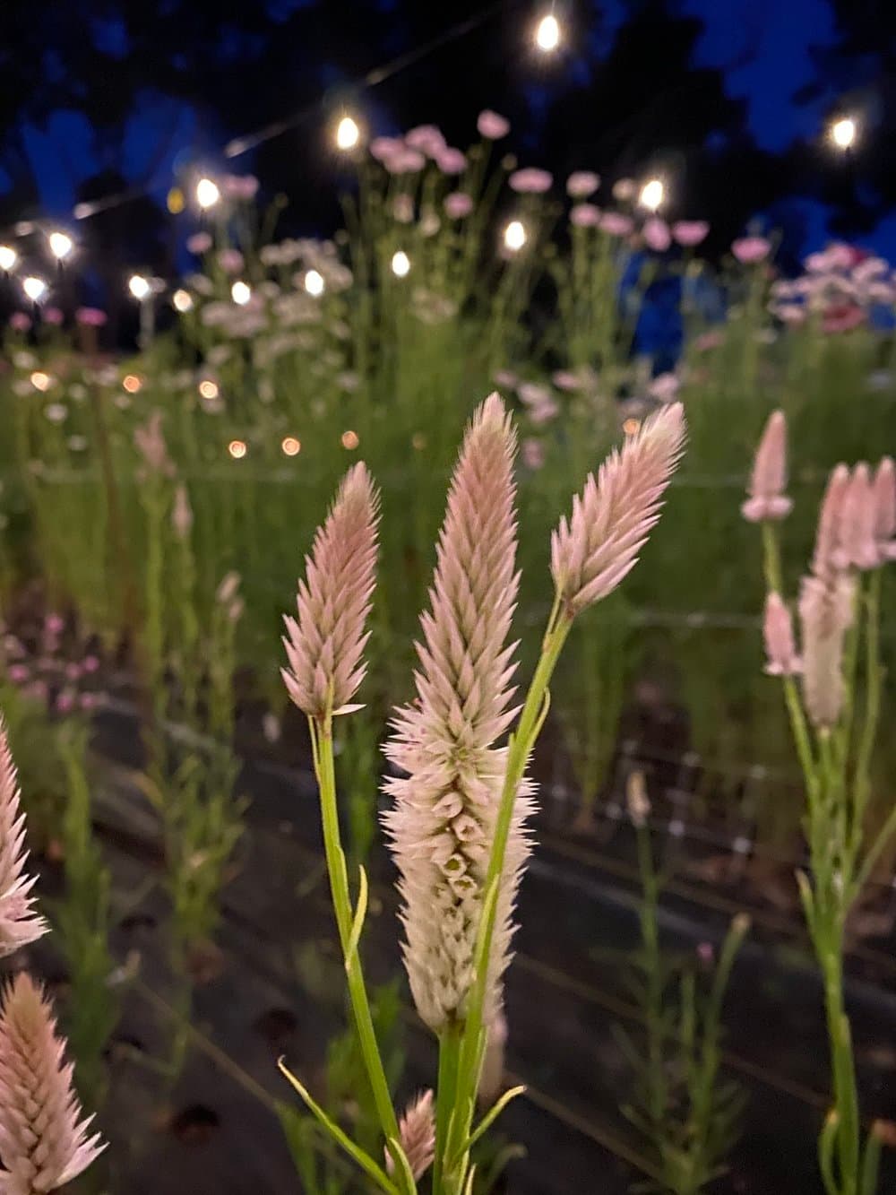 Flowers at Night