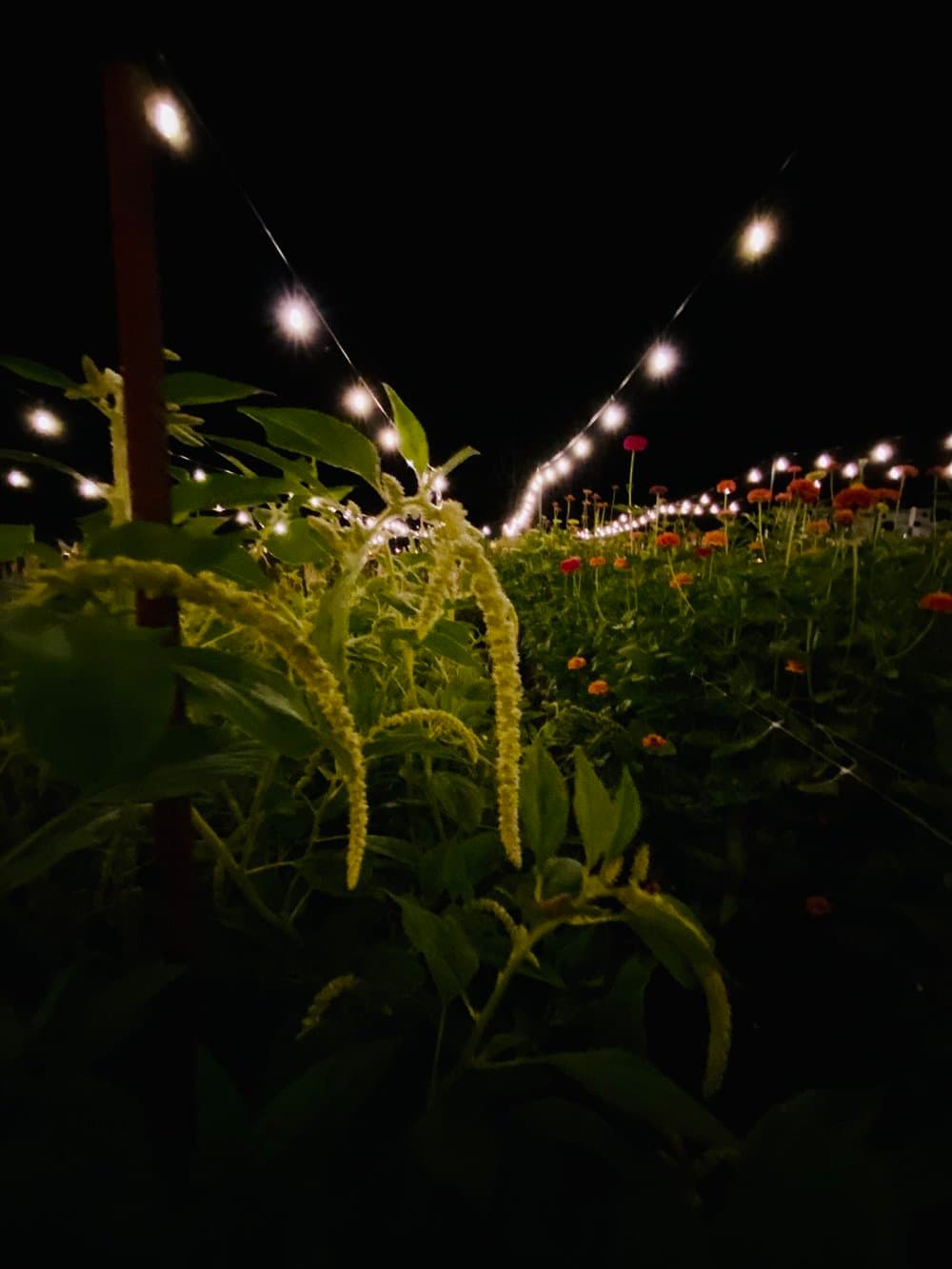 Flowers under Lights
