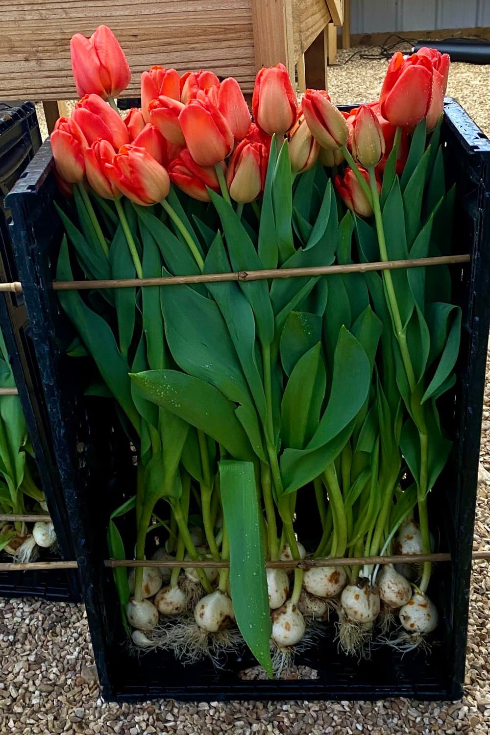 Flower Box Display