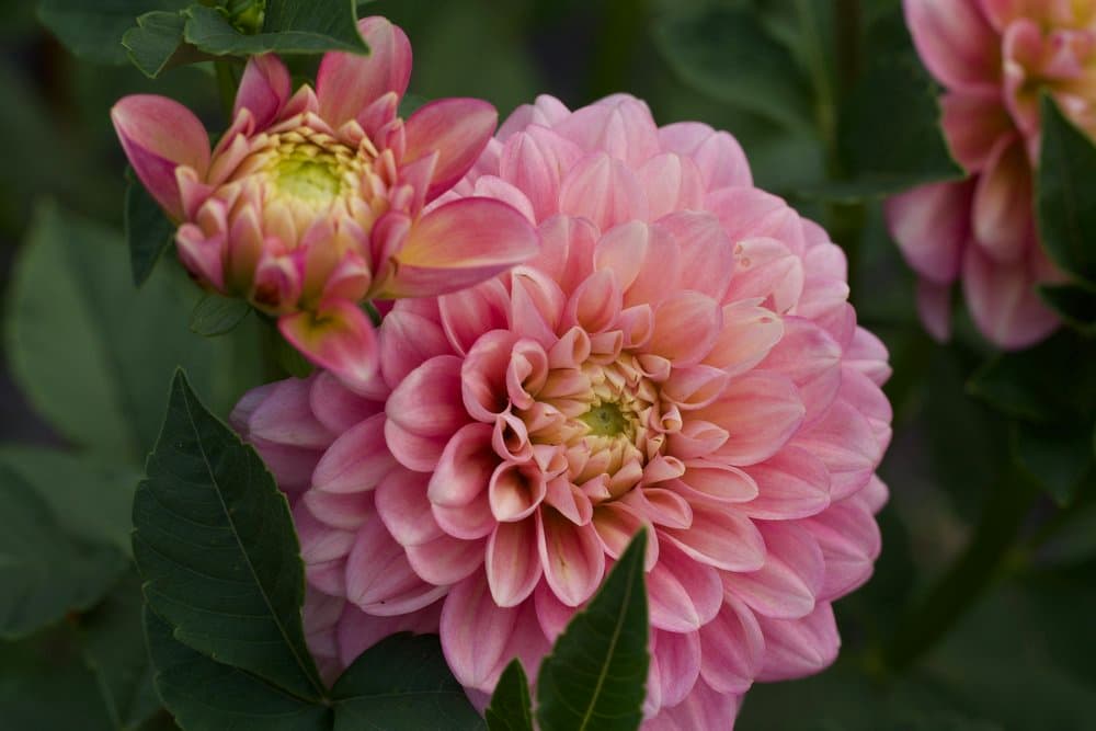 Local Dahlia