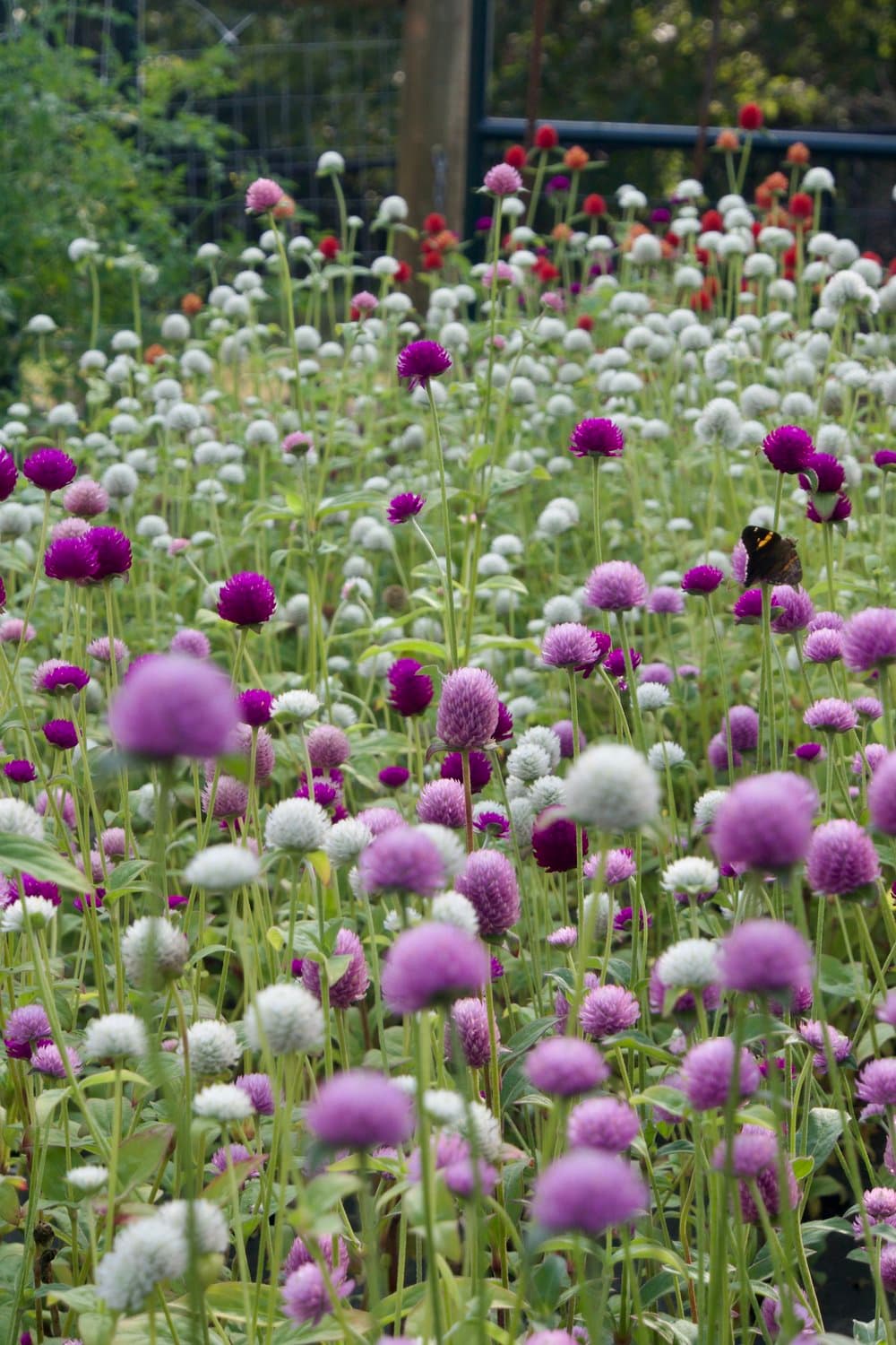 Dahlia Grown Nearby