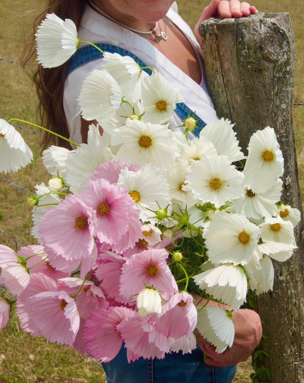 Beautiful flowers