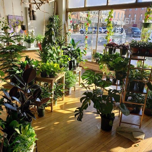 Inside View of Hazels Flowers