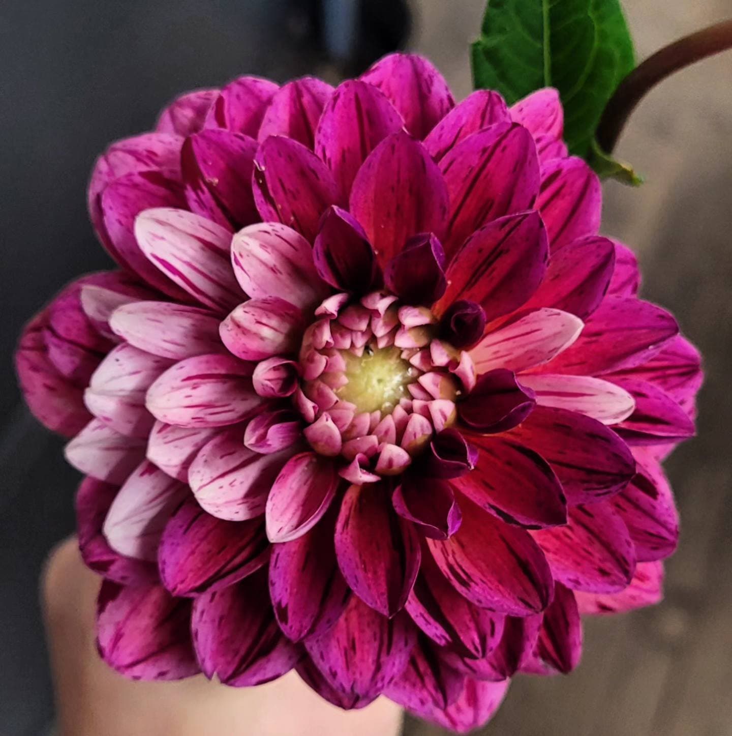 Pink Dahlia From the Farm